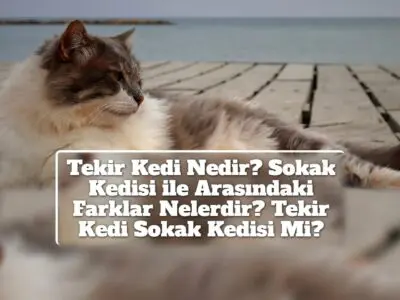 Tekir Kedi Nedir? Sokak Kedisi ile Arasındaki Farklar Nelerdir? Tekir Kedi Sokak Kedisi Mi?