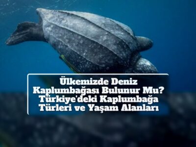 Ülkemizde Deniz Kaplumbağası Bulunur Mu? Türkiye'deki Kaplumbağa Türleri ve Yaşam Alanları