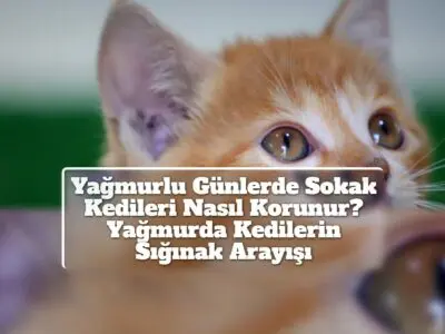 Yağmurlu Günlerde Sokak Kedileri Nasıl Korunur? Yağmurda Kedilerin Sığınak Arayışı