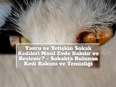 Yavru ve Yetişkin Sokak Kedileri Nasıl Evde Bakılır ve Beslenir? – Sokakta Bulunan Kedi Bakımı ve Temizliği