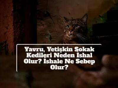 Yavru, Yetişkin Sokak Kedileri Neden İshal Olur? İshale Ne Sebep Olur?