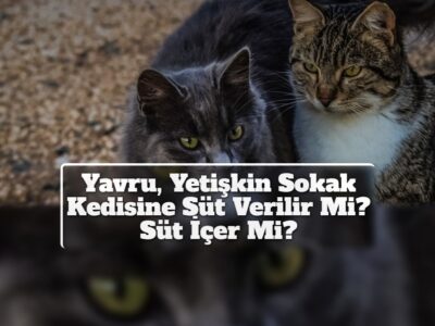 Yavru, Yetişkin Sokak Kedisine Süt Verilir Mi? Süt İçer Mi?