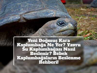 Yeni Doğmuş Kara Kaplumbağa Ne Yer? Yavru Su Kaplumbağası Nasıl Beslenir? Bebek Kaplumbağaların Beslenme Rehberi!