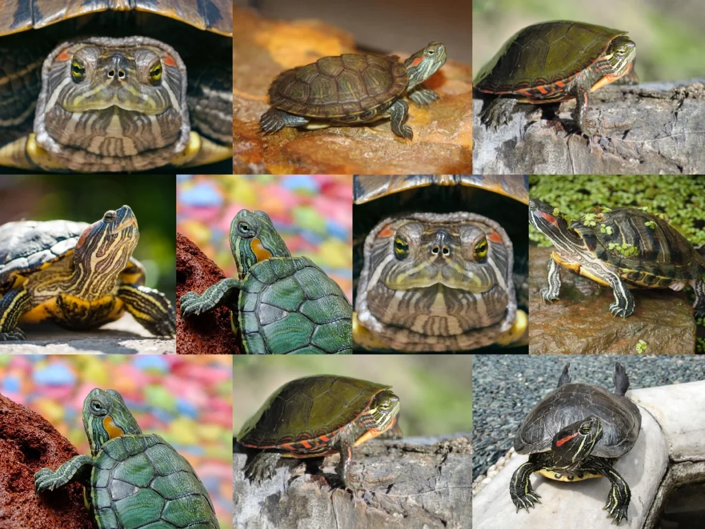 Yeni Doğmuş Kara Kaplumbağa Ne Yer? Yavru Su Kaplumbağası Nasıl Beslenir? Bebek Kaplumbağaların Beslenme Rehberi!
