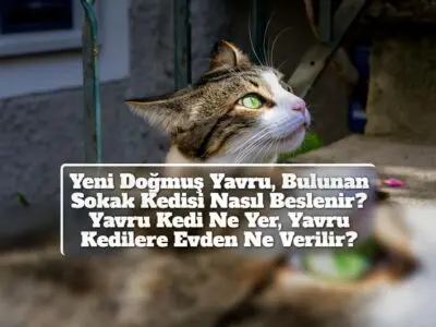 Yeni Doğmuş Yavru, Bulunan Sokak Kedisi Nasıl Beslenir? Yavru Kedi Ne Yer, Yavru Kedilere Evden Ne Verilir?