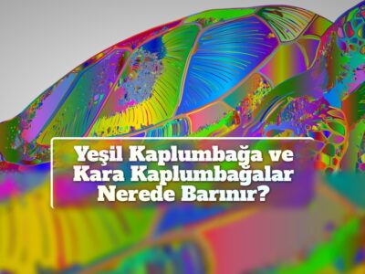 Yeşil Kaplumbağa ve Kara Kaplumbağalar Nerede Barınır?